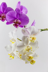 Fototapeta premium Weiße und lila/ rosa Orchideen mit weißem Hintergrund