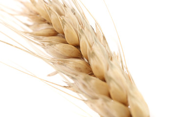 Close up of ear wheat.