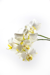 Naklejka na ściany i meble Weiße Orchideen mit weißem Hintergrund