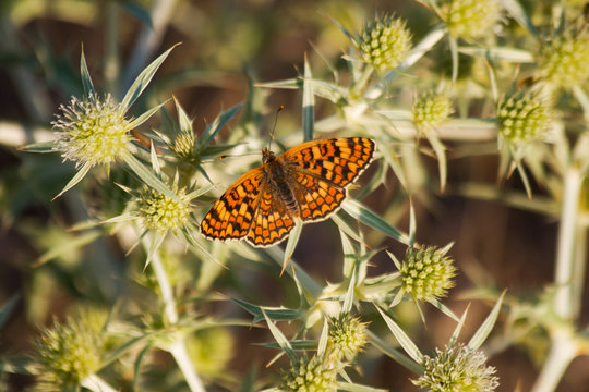 Mariposa en Cardo