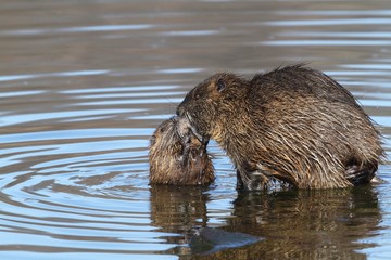 Wild nutria with the young. End of winter.