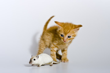 Babykatze spielt mit einer Maus