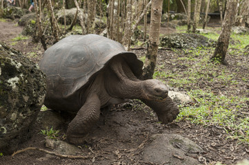 tartaruga gigante galapagos