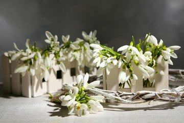 Beautiful snowdrops on grey background