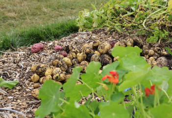Gathering harvest. Fresh young potatoes