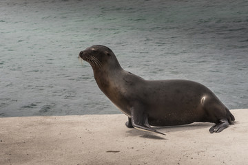 Fototapeta premium leone marino galapagos