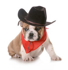 country dog