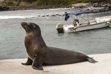 Obraz premium leone marino galapagos