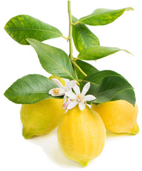 Lemon and blossom