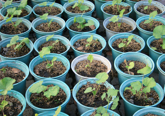 Seedlings flower in a  pots