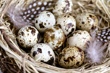 Obraz premium Wachteleier