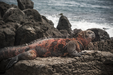 iguana galapagos