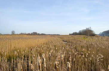 Bulrush in a field with reed in winter