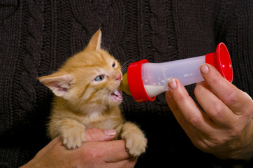 Frau füttert sein Katzenbaby mit einer Milchflasche