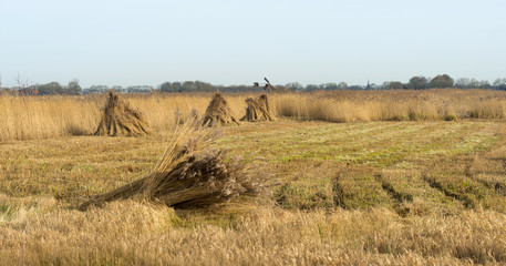 Fototapeta na wymiar Bundled common reed on a field in winter