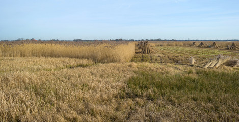 Fototapeta premium Bundled common reed on a field in winter