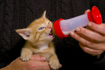 Frau füttert sein Katzenbaby mit einer Milchflasche