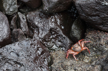 granchio rosso delle galapagos