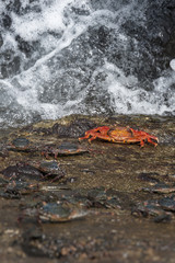 granchio rosso delle galapagos