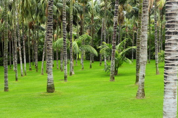 Fototapeta premium Meadow with green grass and palm trees