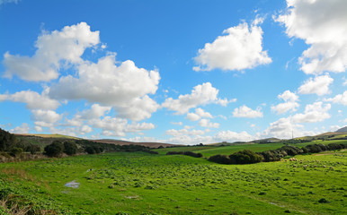 green meadow in Sardinia