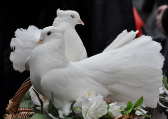 zwei weiße Tauben