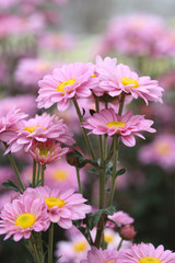 chrysanthemums flowers