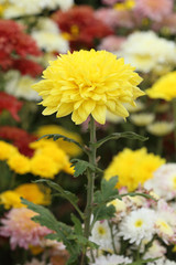 yellow chrysanthemums flowers