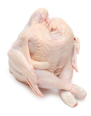 Sitting chicken