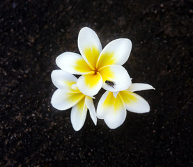 Tropical flowers frangipani (plumeria)