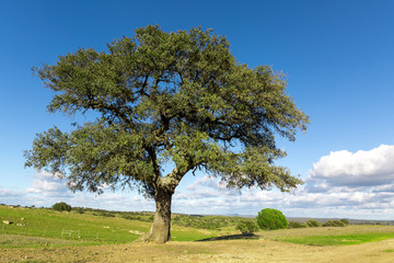 Fototapeta na wymiar Beautiful Landscape with a Lonely Tree
