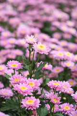 Obraz premium chrysanthemums flowers