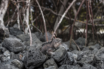 iguana galapagosg