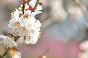 梅の花