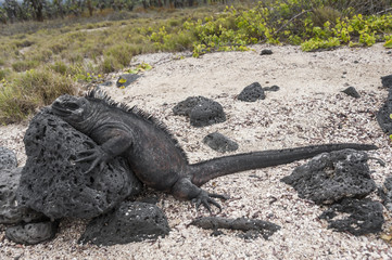 iguana galapagos