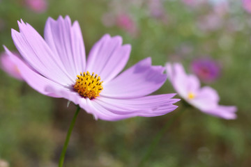 Obraz premium コスモス