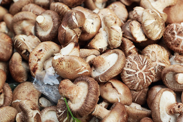 fresh mushrooms in the market