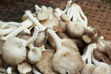 fresh mushrooms in the market