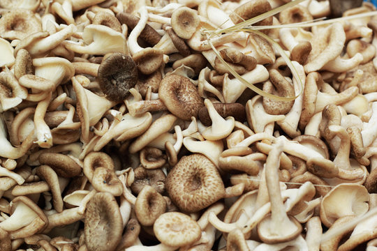 fresh mushrooms in the market
