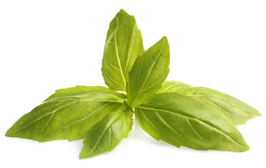 Green fresh basil, isolated on white