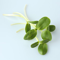 Obraz premium Green young sunflower sprouts isolated on white