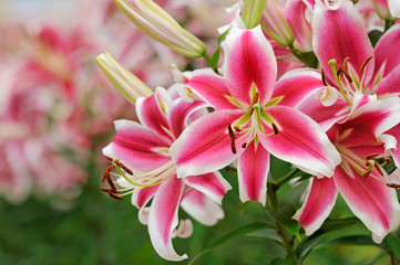 赤いユリの花