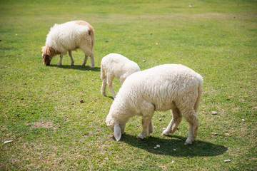 Sheeps in a meadow