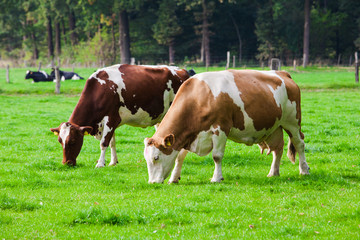 Fototapeta na wymiar Cows on green meadow