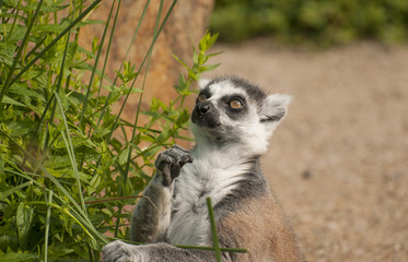 Fototapeta premium Ring-tailed lemur