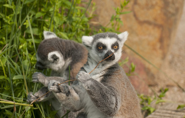 Ring-tailed lemur