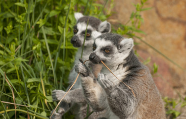 Ring-tailed lemur
