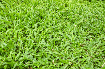 grass