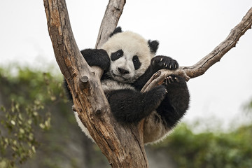 Giant Baby Panda Hanging on a Tree