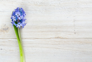 blue hyacinth on wooden table and copy-space for your text